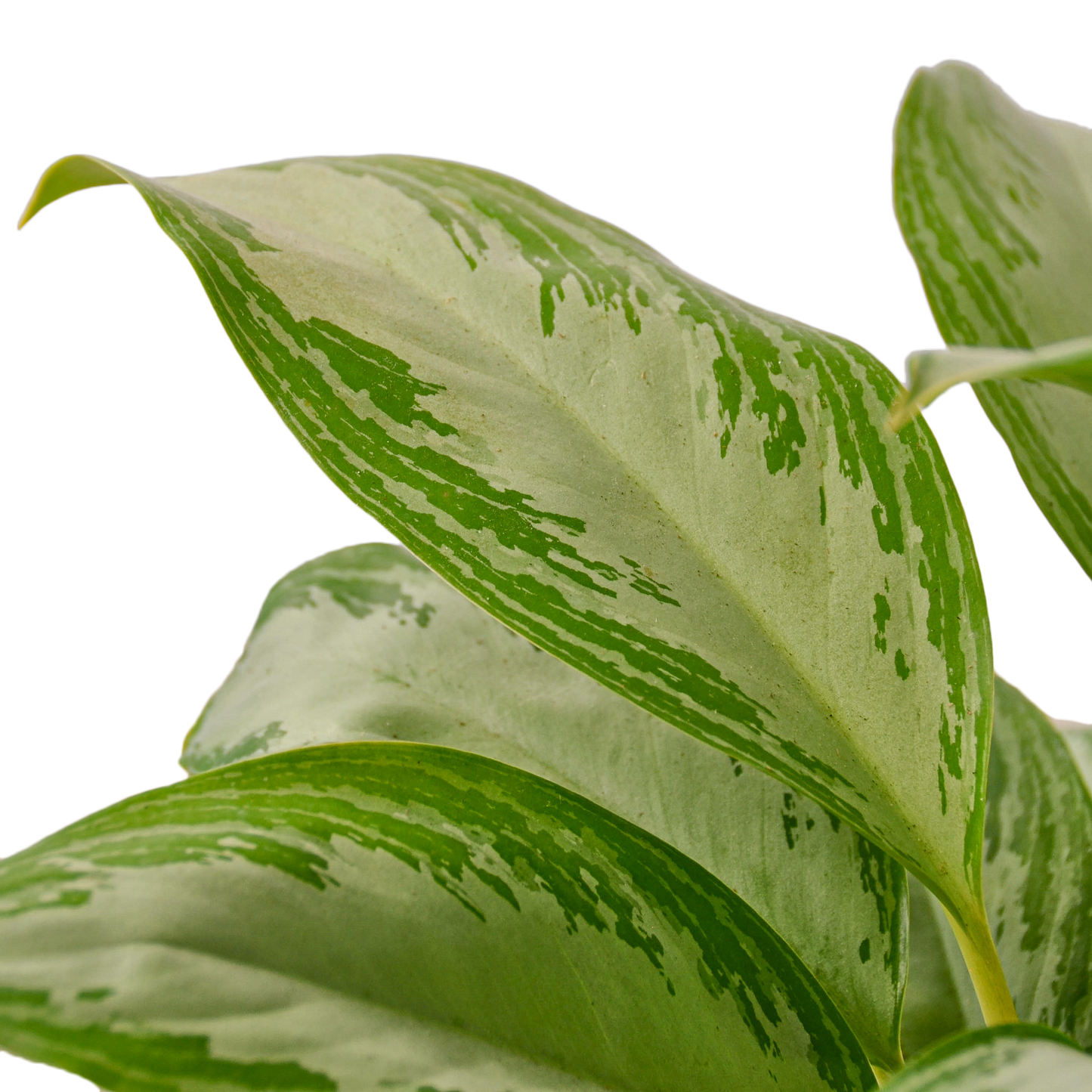 CH EVERGREEN SILVER BAY 4-inch