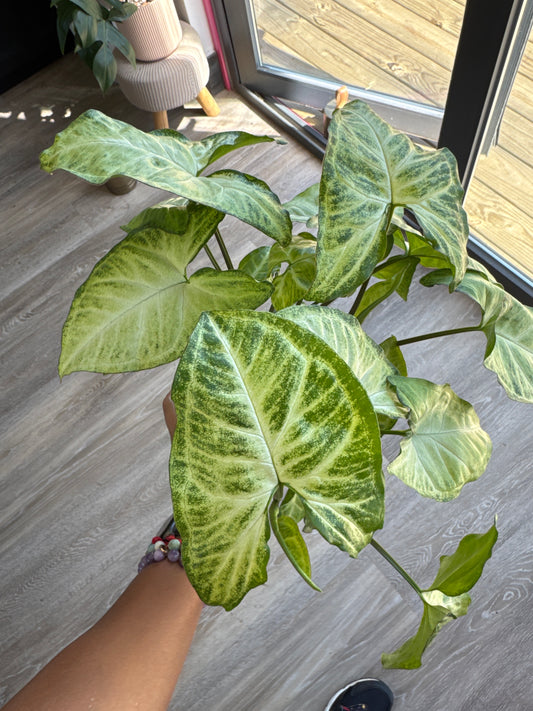 Syngonium Podophyllum Batik