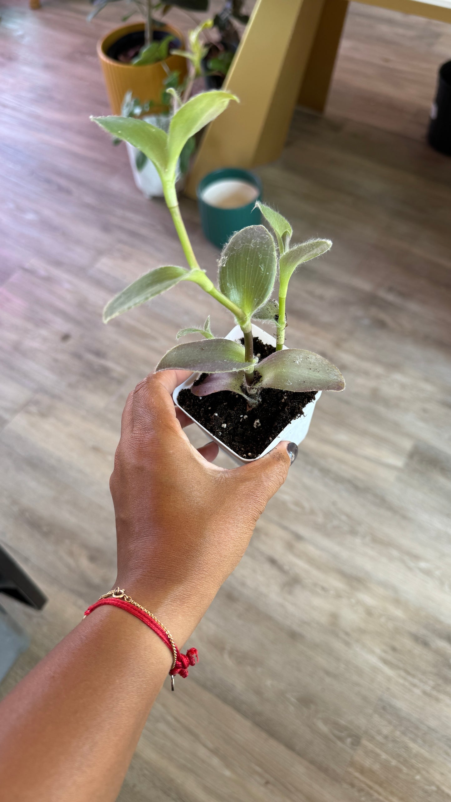 Tradescantia