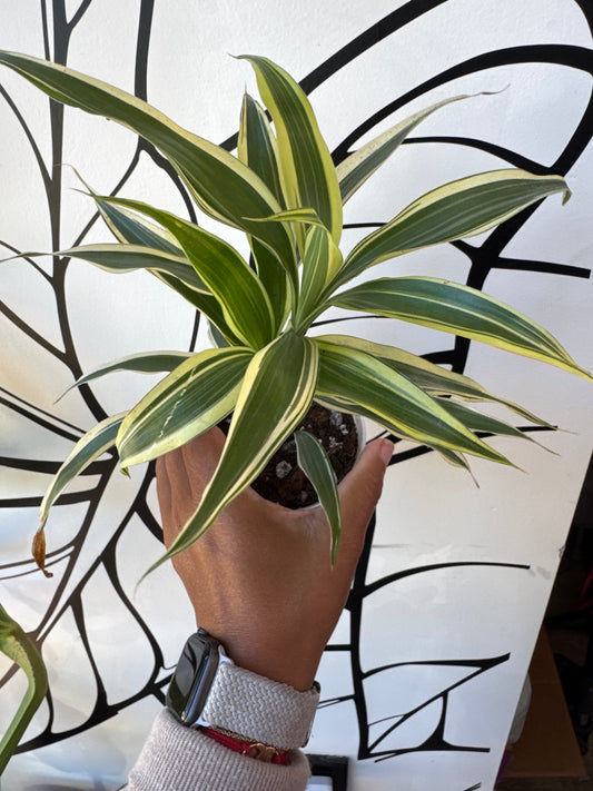 Dracaena reflexa 'Song of India'