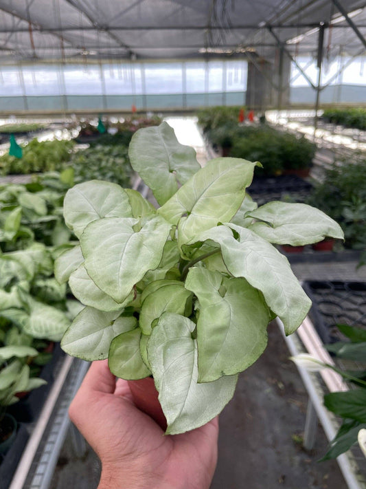 Syngonium 'Moonshine' - 4" Pot