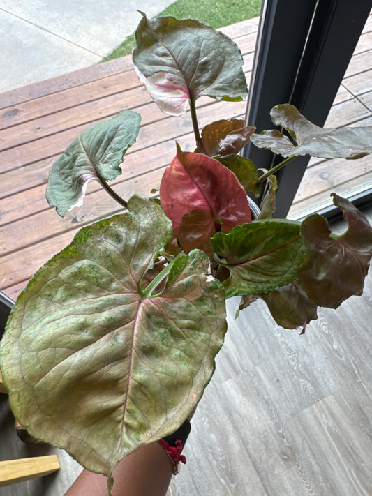 Syngonium Strawberry Ice 4 inch Grower Pot