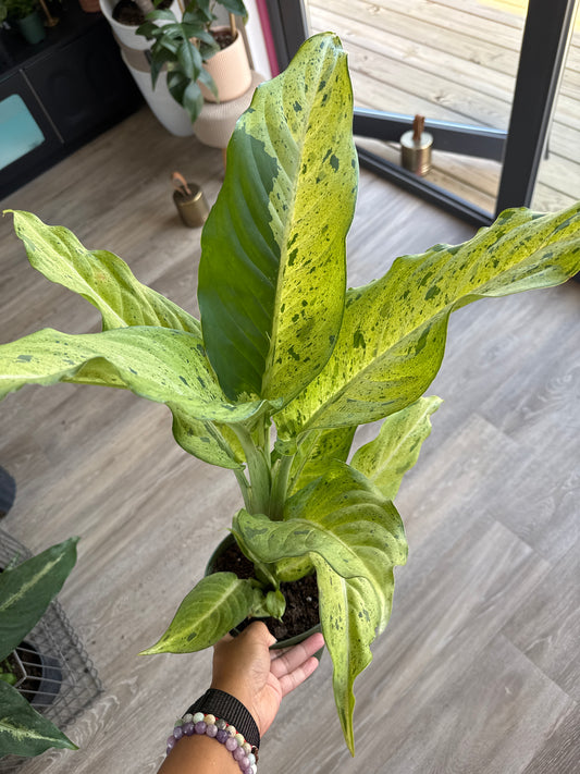 Dieffenbachia Camo