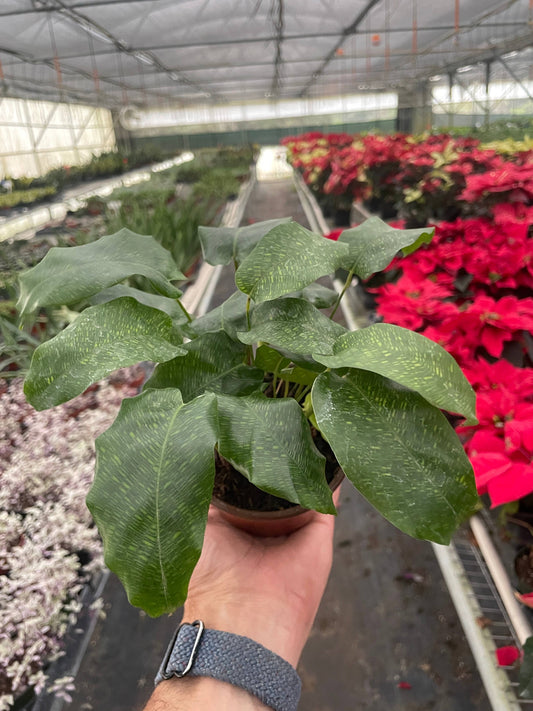 Calathea 'Musaica' - 4" Pot