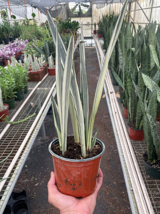 Snake 'Bantel's Sensation' - 6" Pot