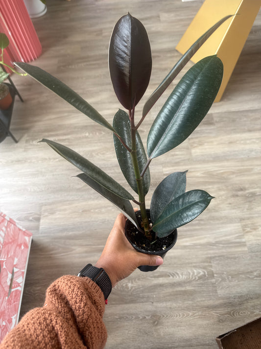Burgundy Ficus Rubber Tree