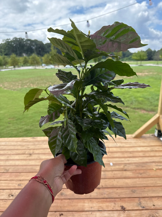 Arabica Coffee - 6" Pot