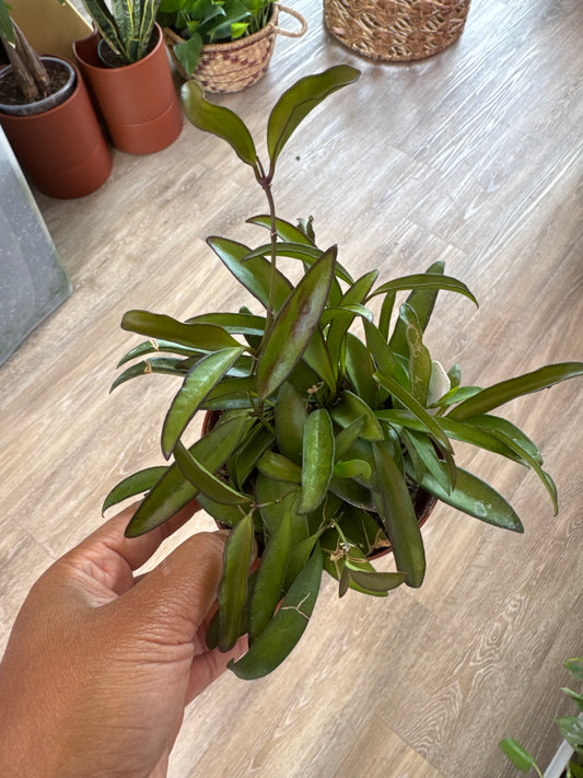 Hoya Wayetti