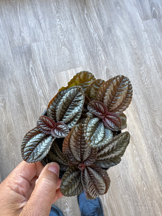 Pilea involucrata (friendship plant)