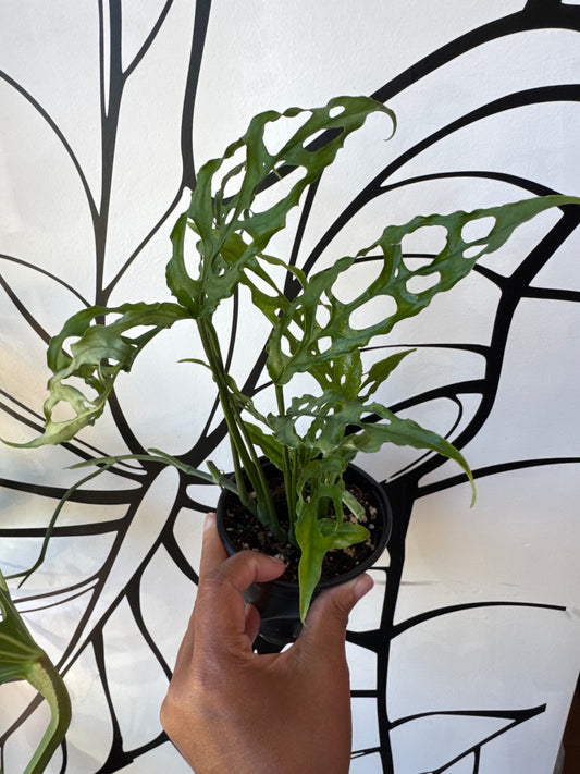 Monstera Obliqua Peru 4"