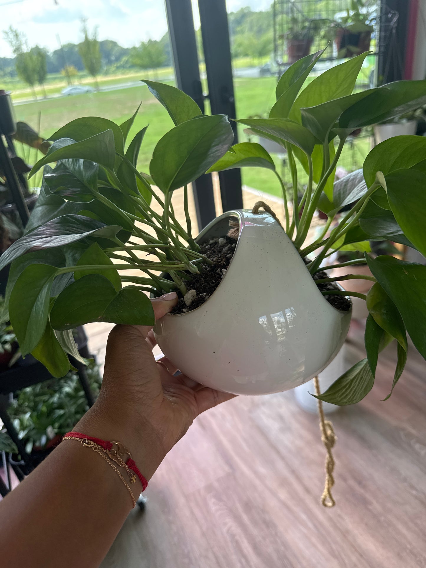 Pothos Jade
