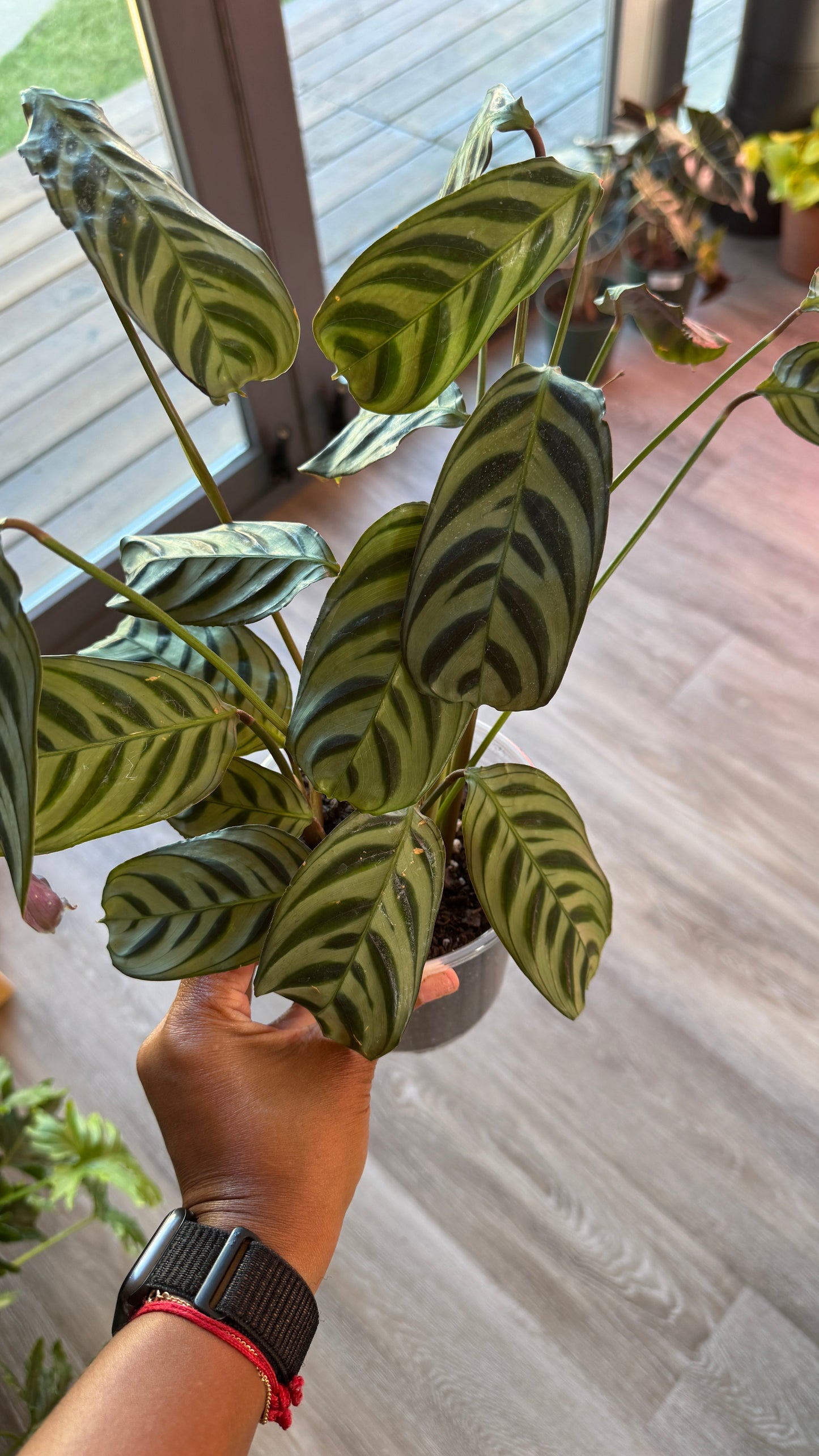 Calathea Burle Marx