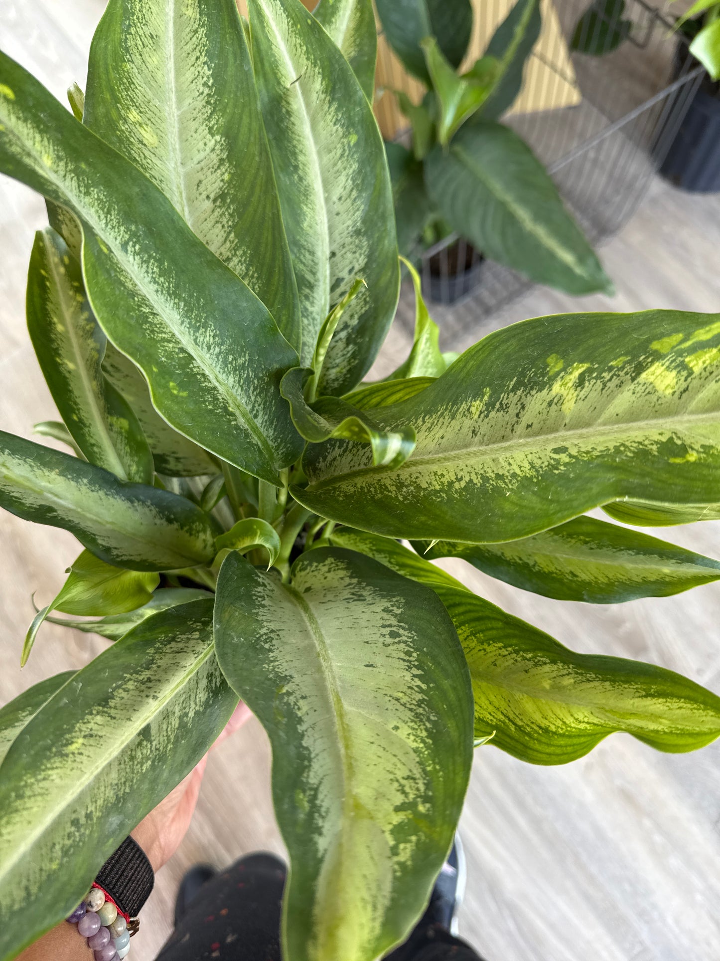 Dieffenbachia Cougar