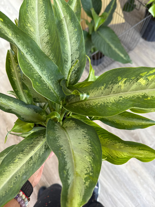 Dieffenbachia Cougar