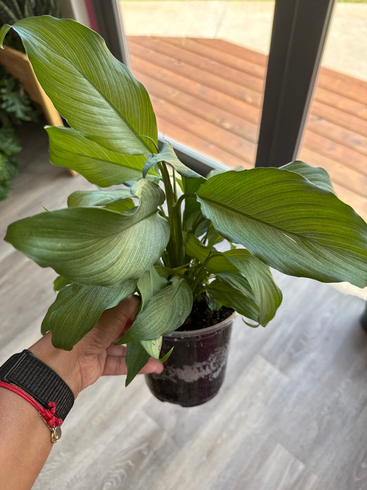 Mint Peace Lily