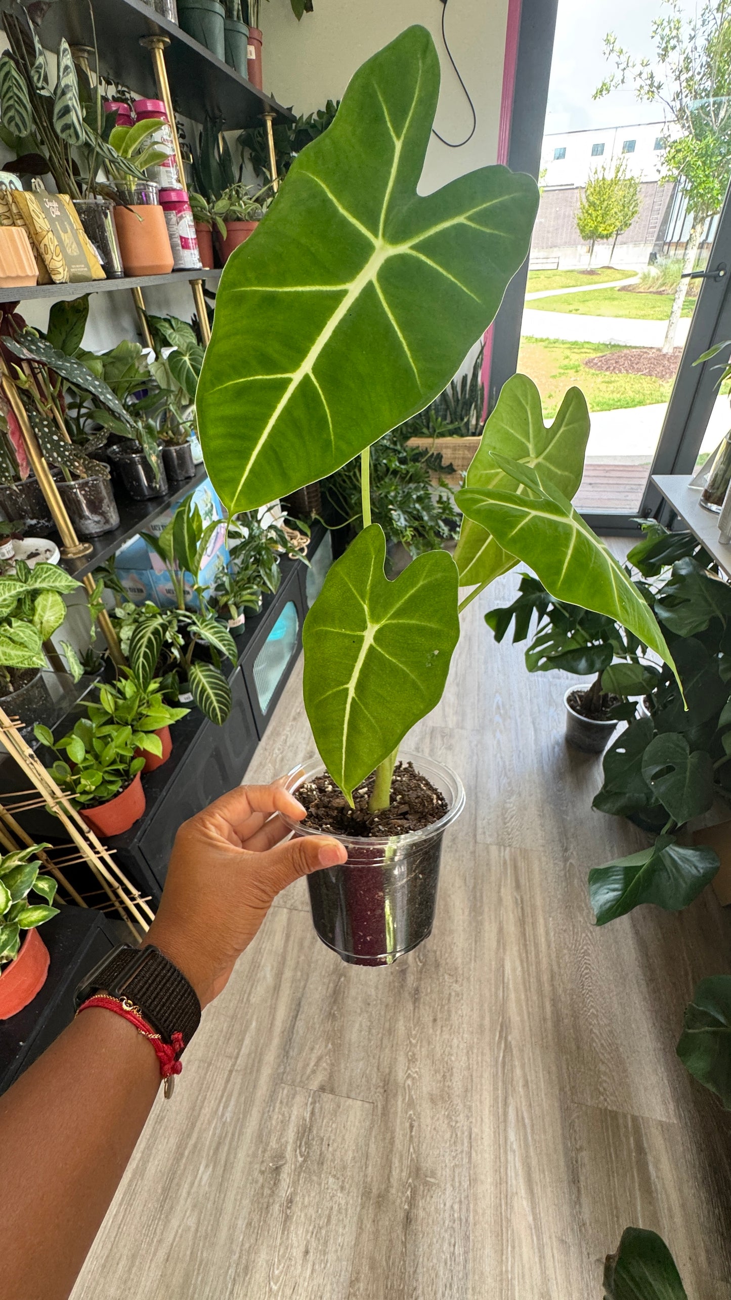 Alocasia Frydek 4 inch