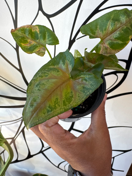 Syngonium Princess Dwarf