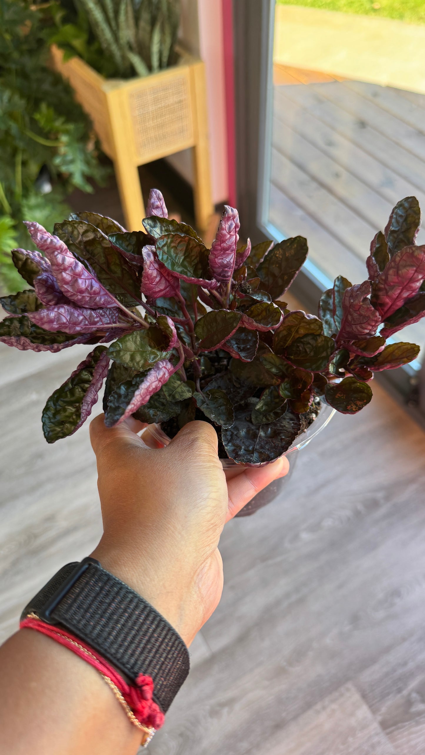Purple Waffle