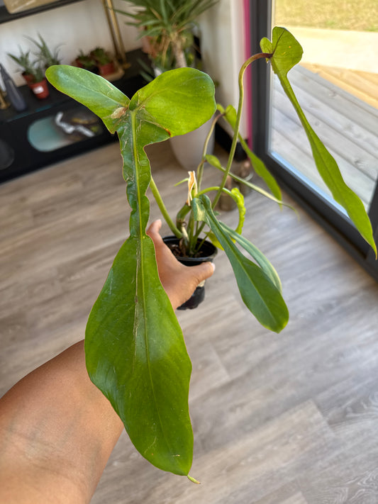 Philodendron Joepii 4 inch in Grower Pot