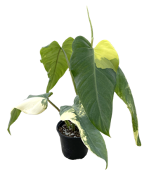 Philodendron Domesticum Variegated 4 inch Grower Pot