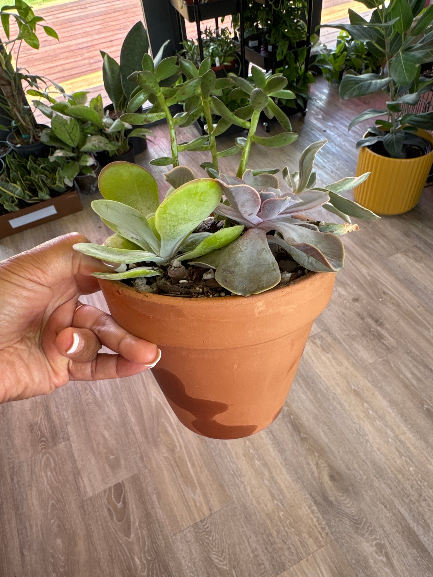 Succulent garden
