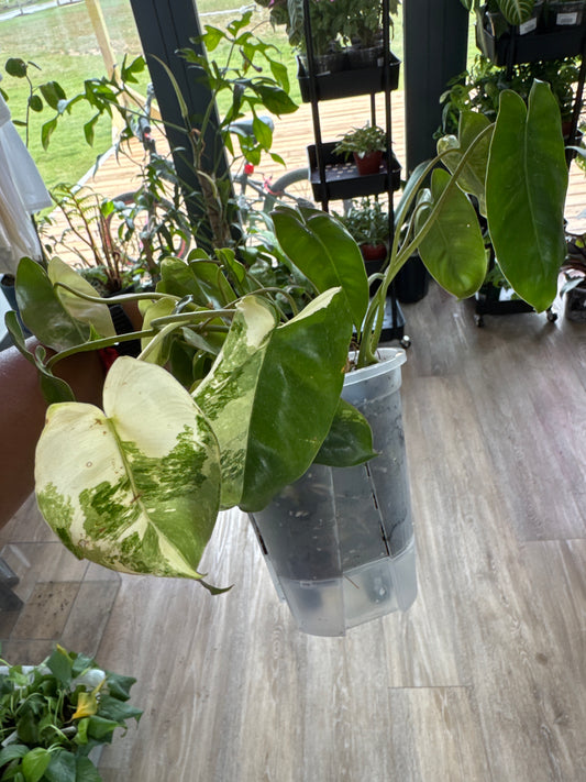 Philodendron Burle Marx Variegated