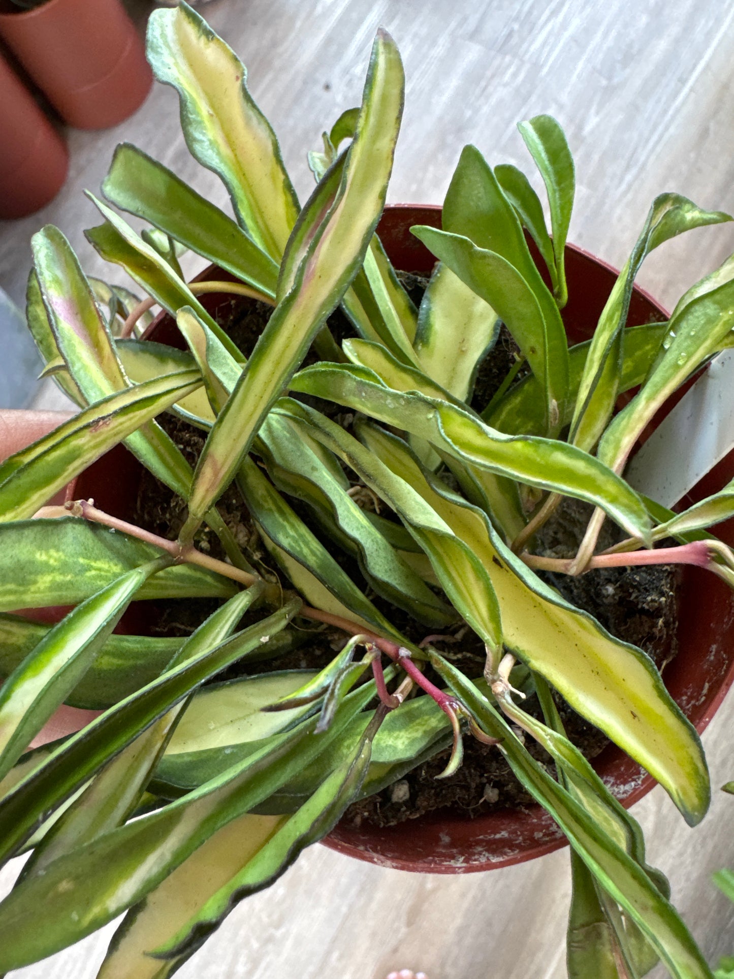 Hoya Kentiana