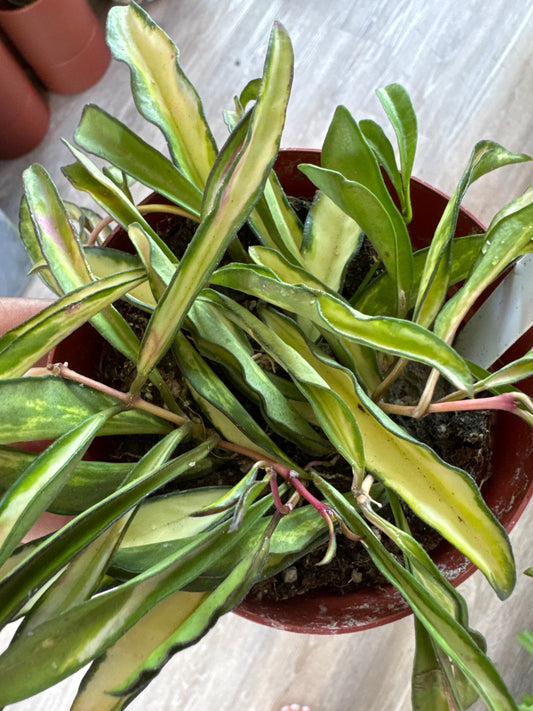 Hoya Kentiana