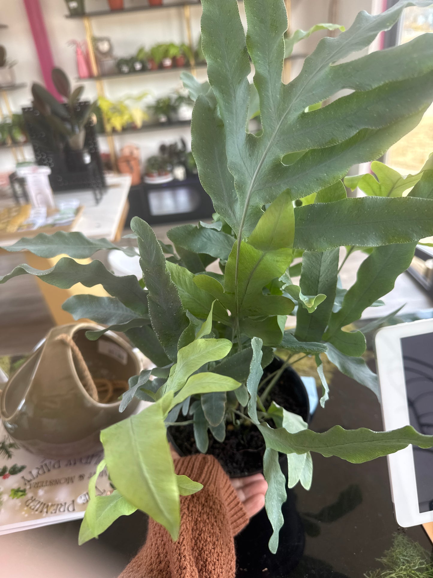 Blue star fern
