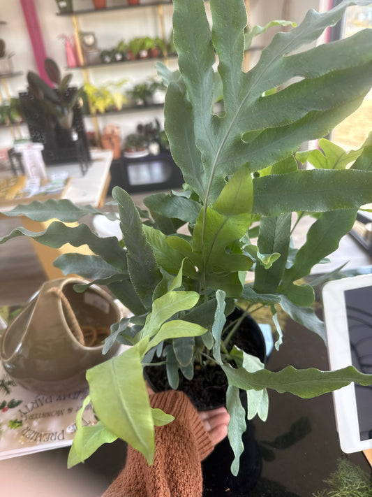 Blue star fern