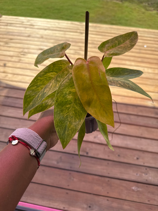 Philodendron Painted Lady