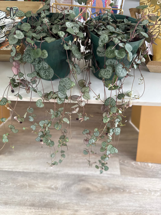 String of hearts