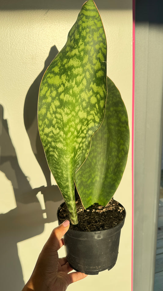 Whale Fin Sansevieria