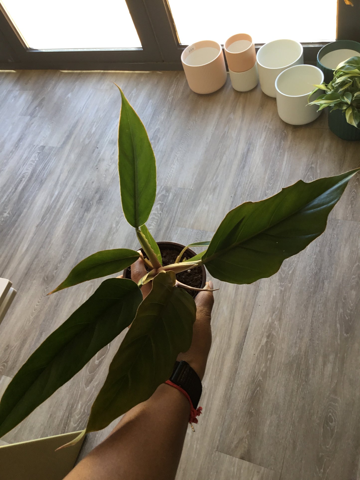 Philodendron Choco Empress