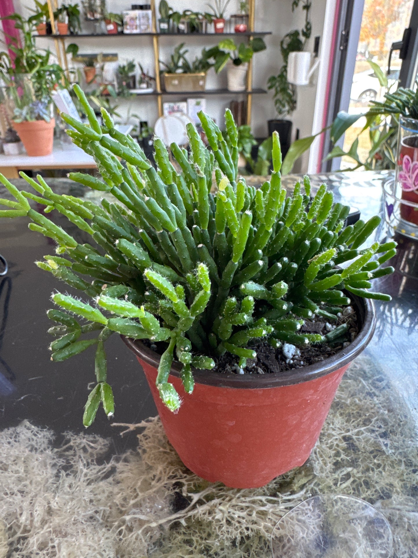Rhipsalis Cactus