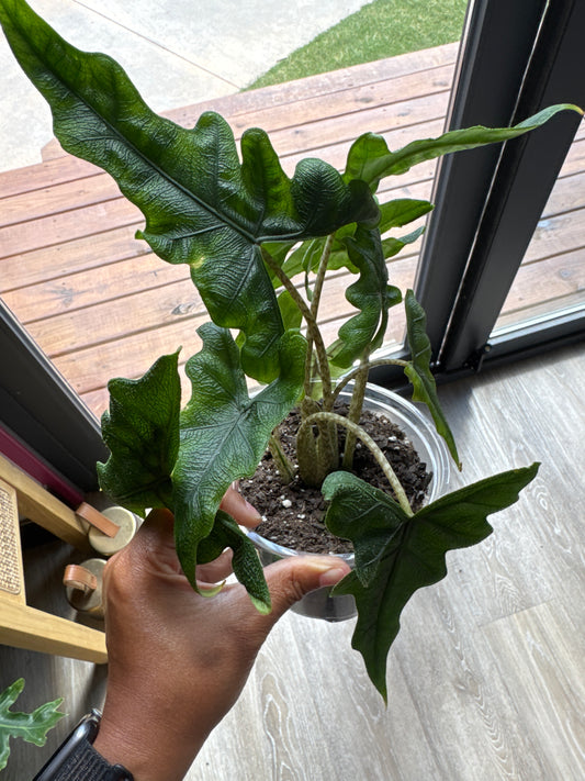 Alocasia 'Jacklyn' - 4" Pot