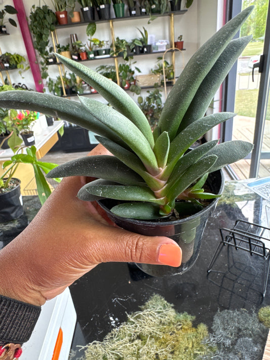 Gasteria armstrongii