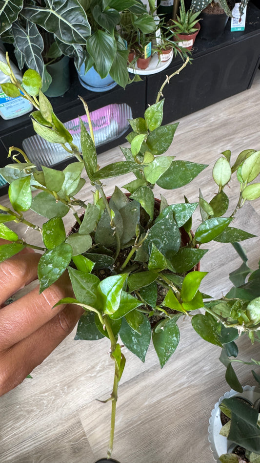 Hoya Curtisii