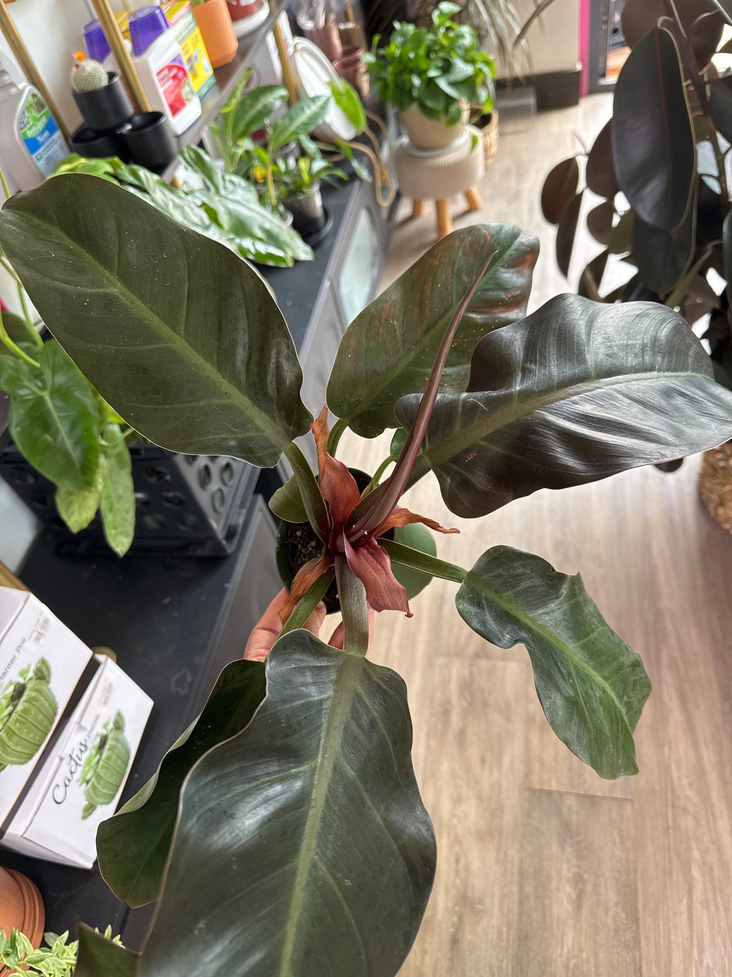 Philodendron Imperial Red