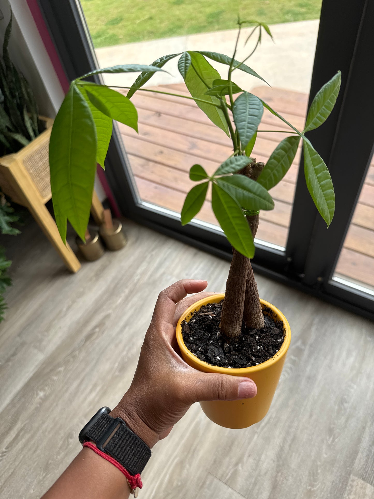 Money Tree