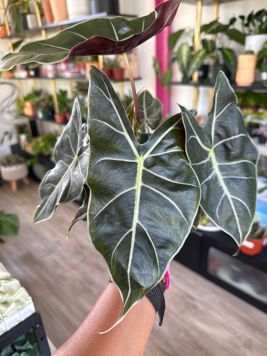 Alocasia Dragons Tooth Longiloba