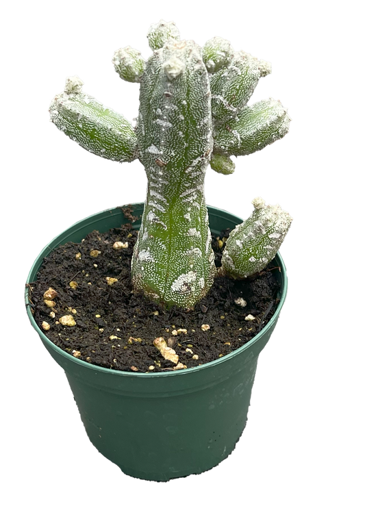 Cactus Peanut Frosted 3 inch Grower Pot