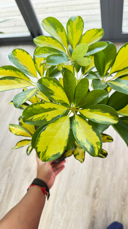 Variegated Schefflera (Umbrella Plant)
