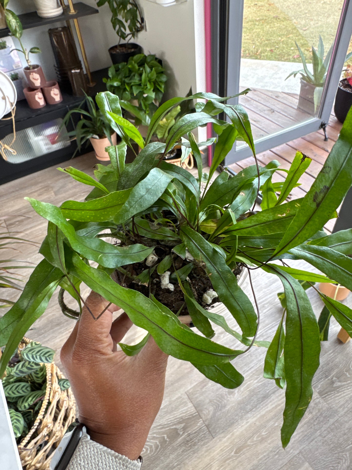 Kangaroo fern 4” pot