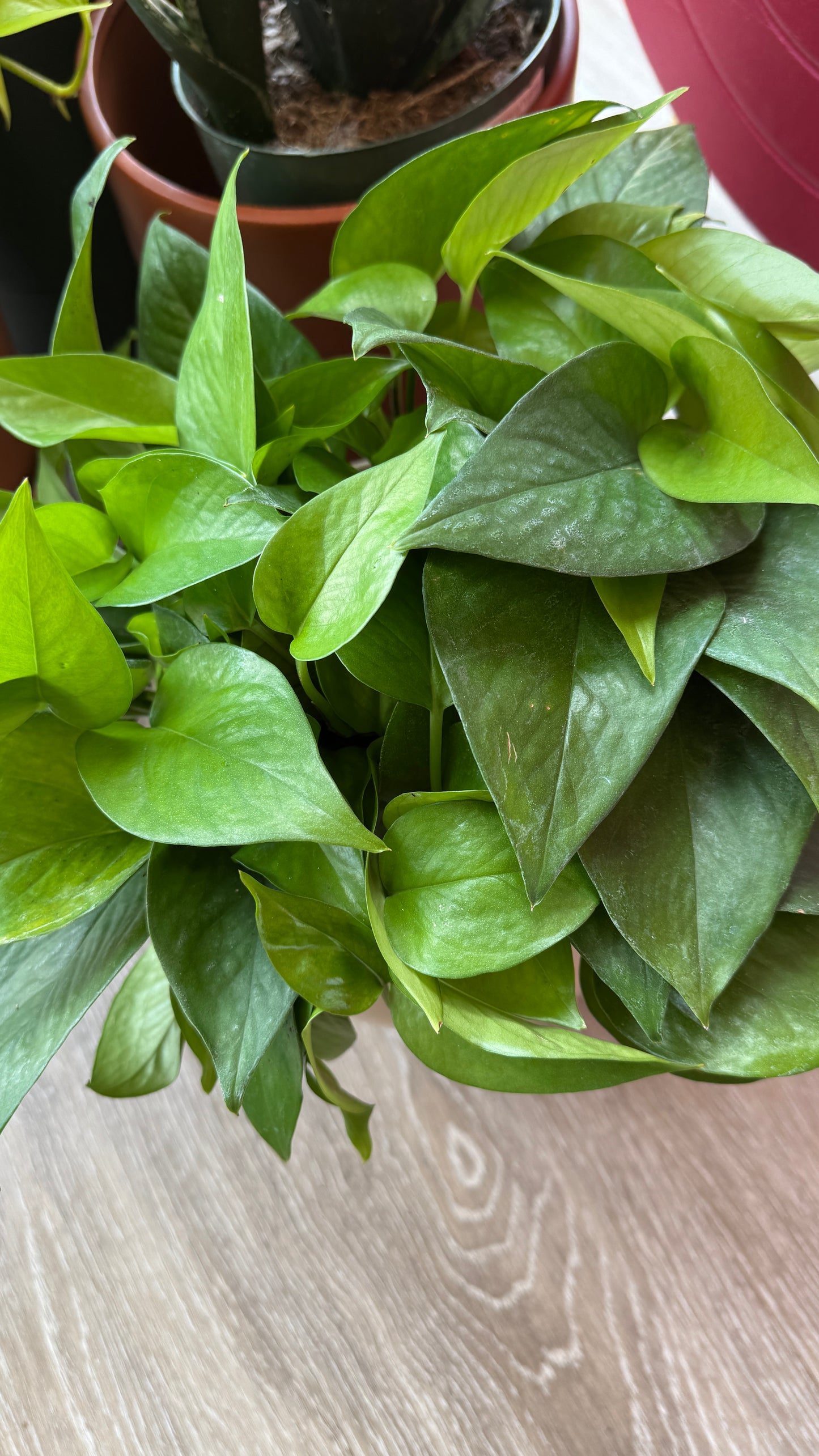 Pothos Jade