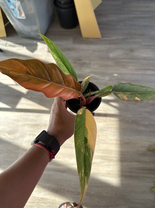 Philodendron Caramel Marble