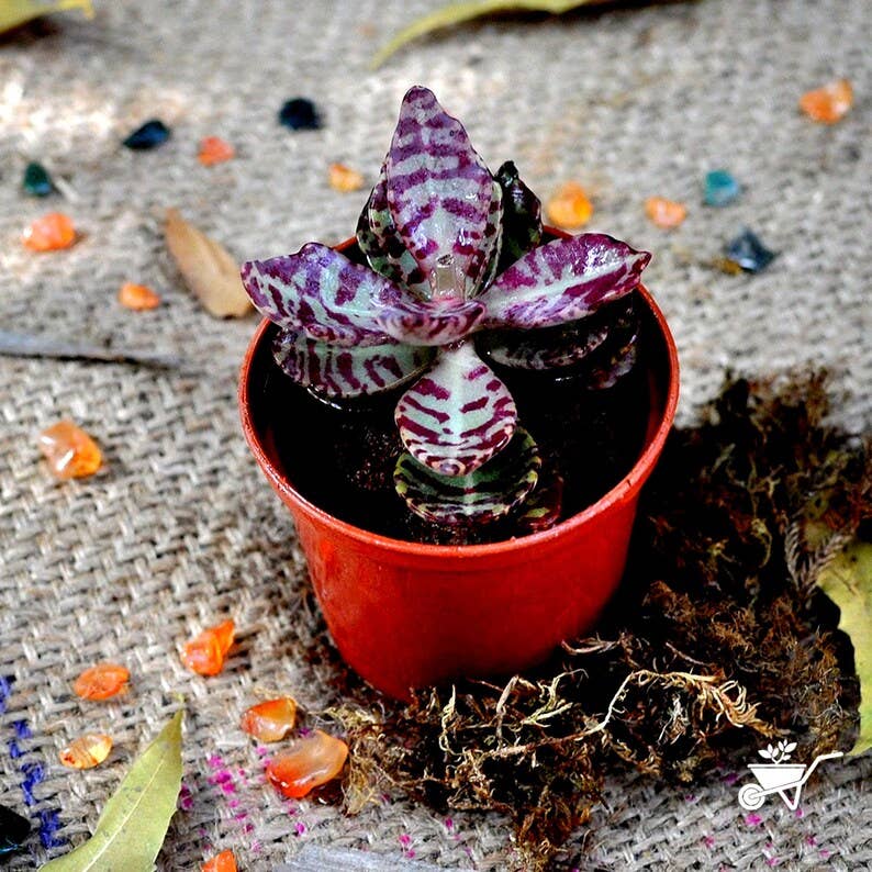 Kalanchoe humilis  Surprise' - 2" Grower Pot