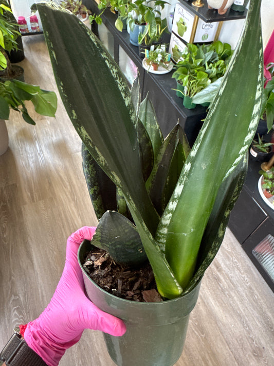 Sansevieria Whitney
