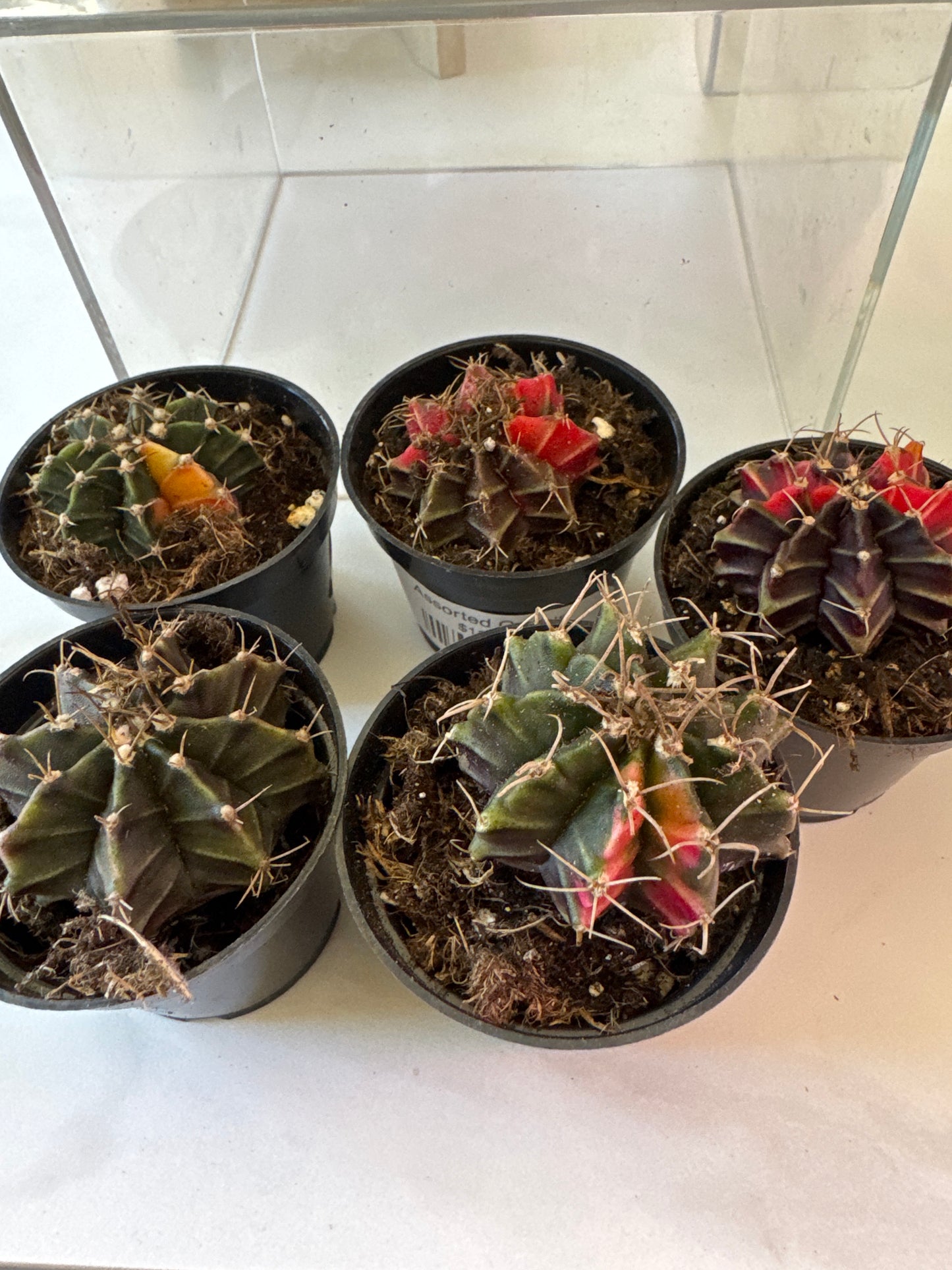 Variegated Multicolor Cactus