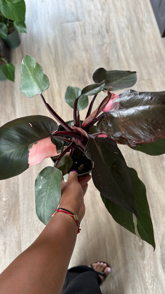 Philodendron Pink Princess